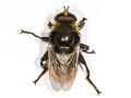 Merodon equestris